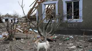 Собака у разрушенного дома в селе Бахтанка под Николаевом.