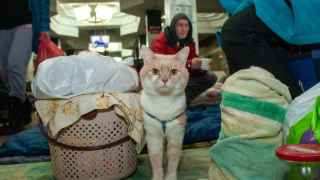 Кот в убежище в харьковском метро.